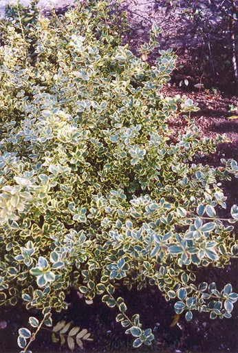 Canadale Gold Wintercreeper