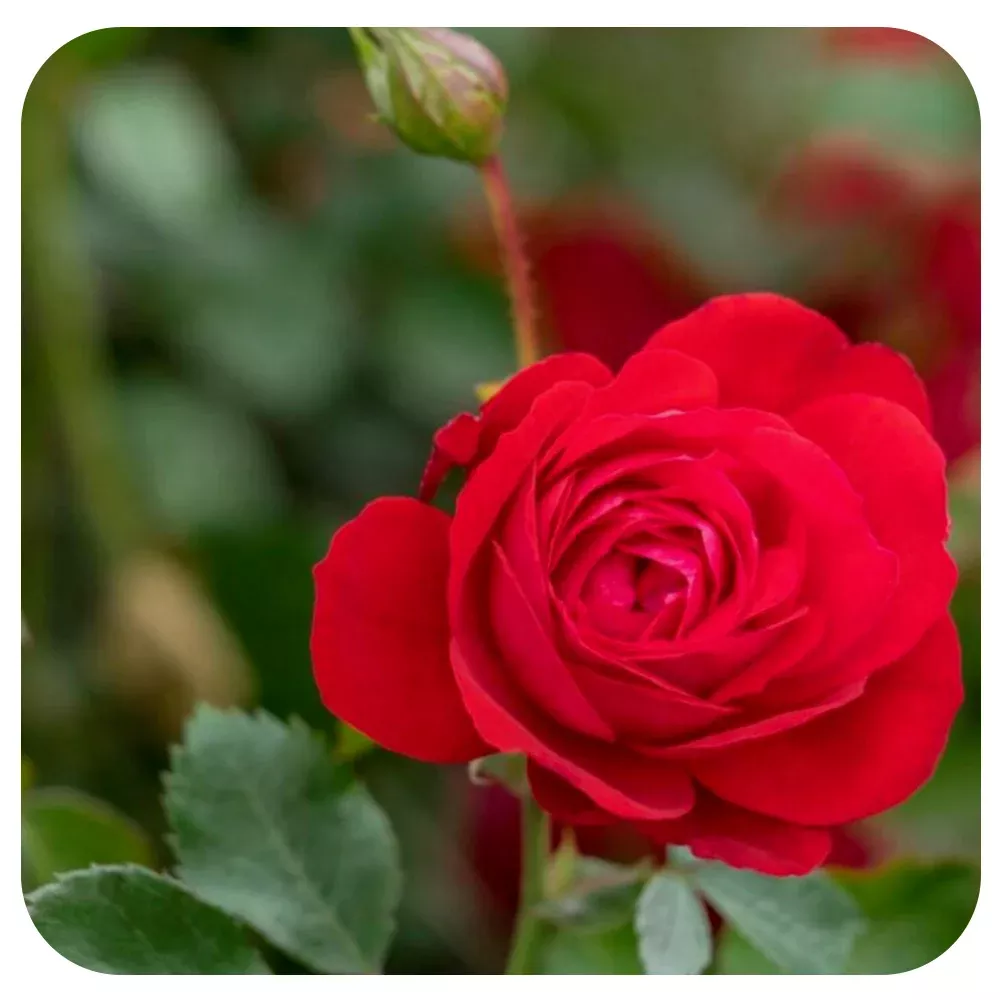 Canadian Shield Rose (49th Parallel Collection)