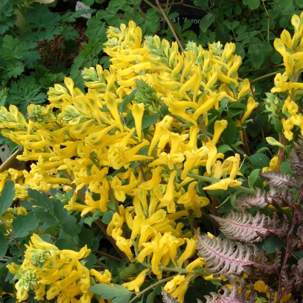 'Canary Feathers' Corydalis