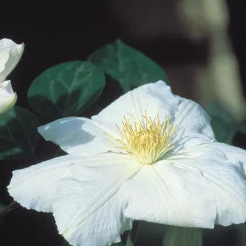 'Candida' Clematis
