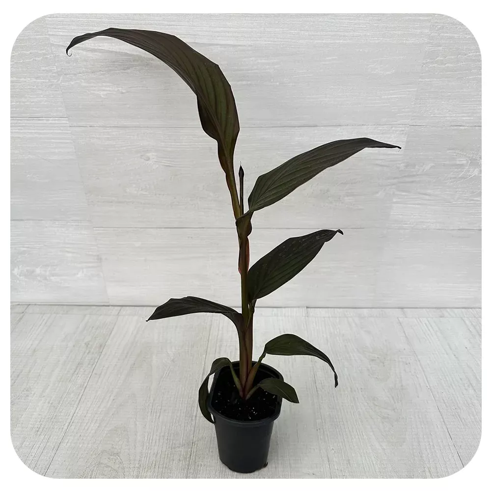Canna Lily