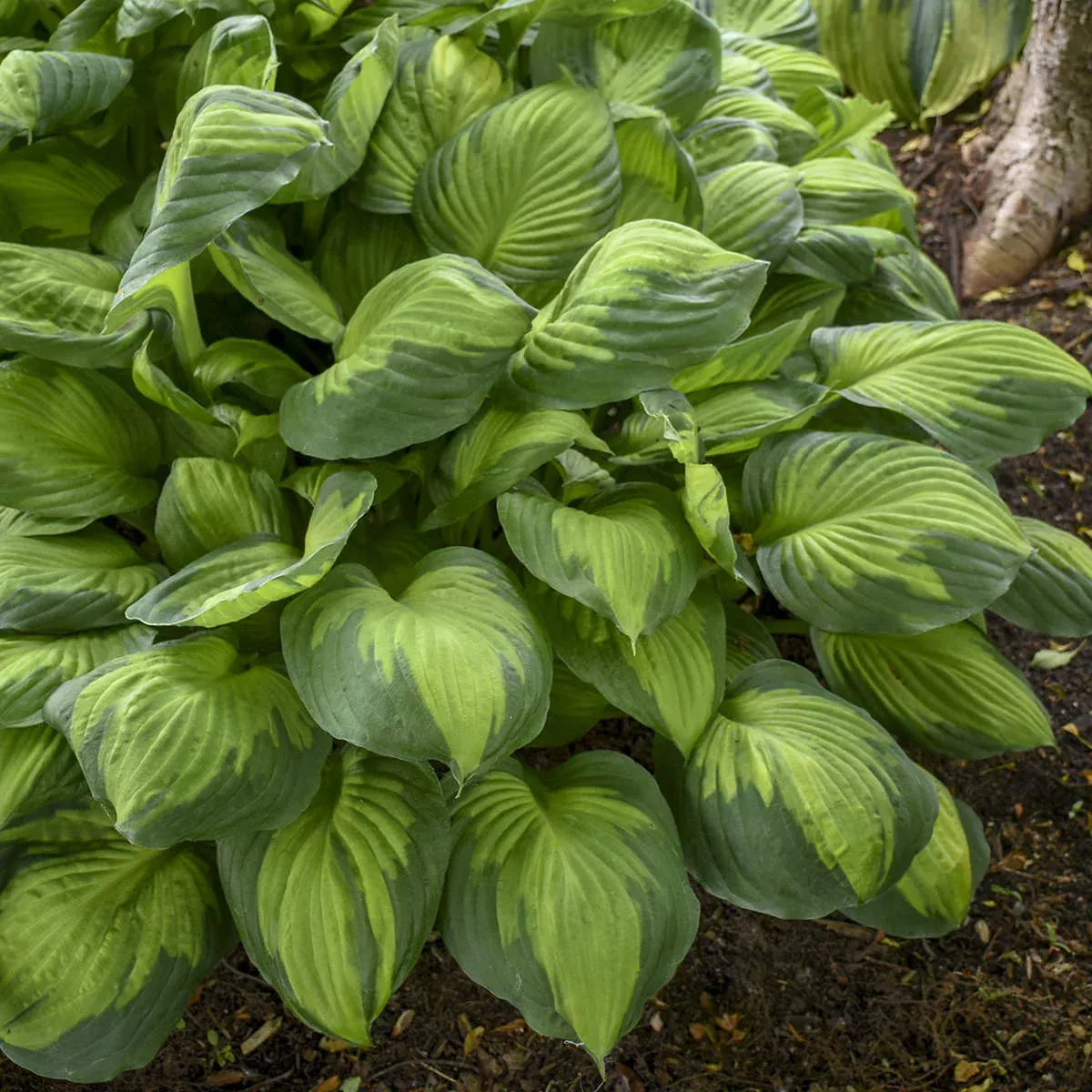 'Captain Kirk' Hosta
