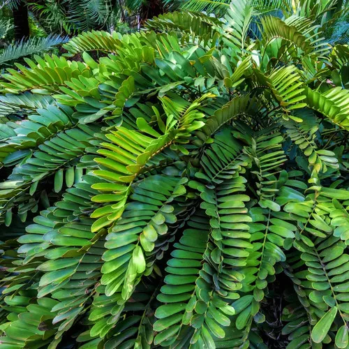 Cardboard Palm