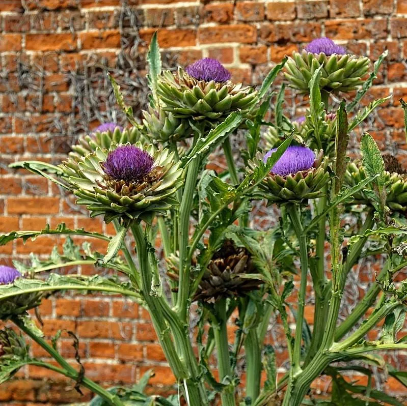 Cardoon