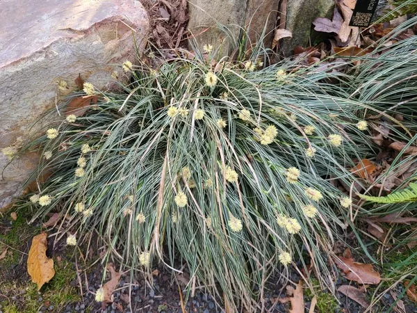 Carex conica 'Hime'