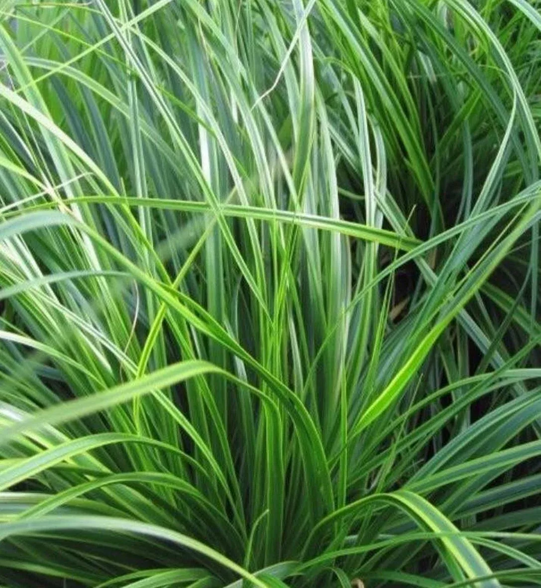 Carex 'EverColor Everlime'