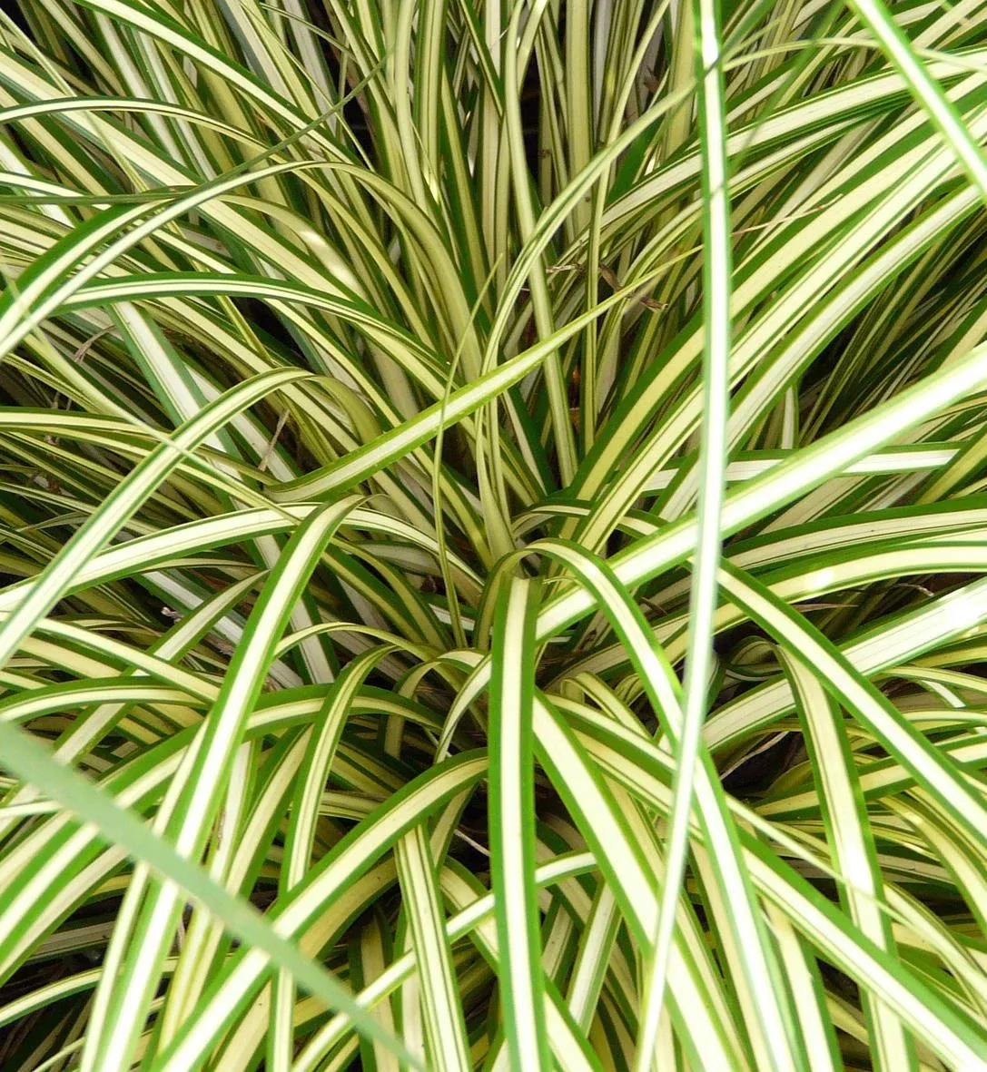 Carex 'Evergold'