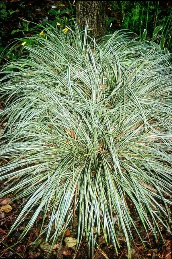 Carex morrowii 'Goldband'