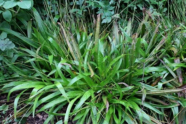 Carex plantaginea 'Blue Ridge'