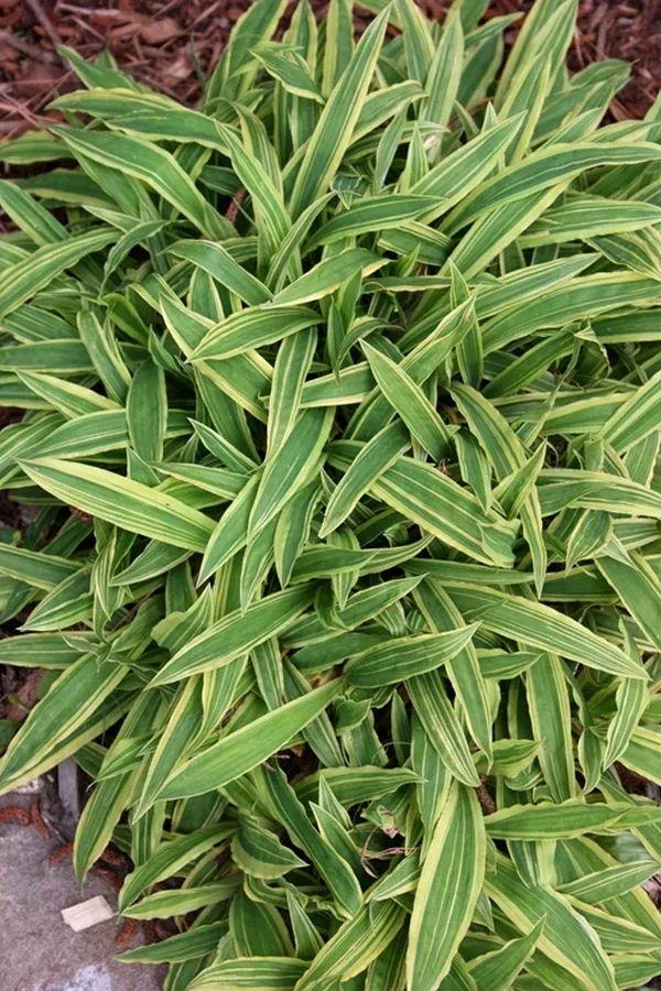 Carex siderosticta var. pilosa 'Shima-nishiki'