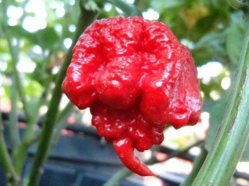 Carolina Reaper Chili Pepper Seeds – 100 Count – World’s Hottest Vegetable Seeds
