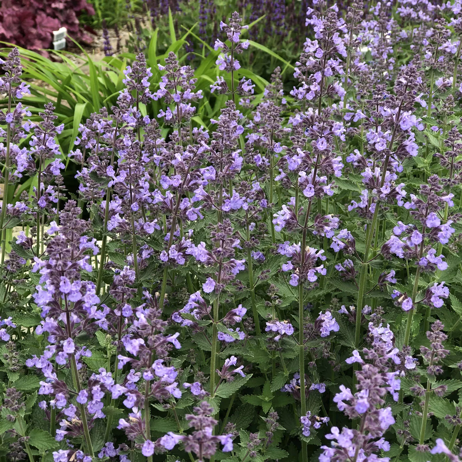 'Cat's Meow' Catmint (Nepeta)