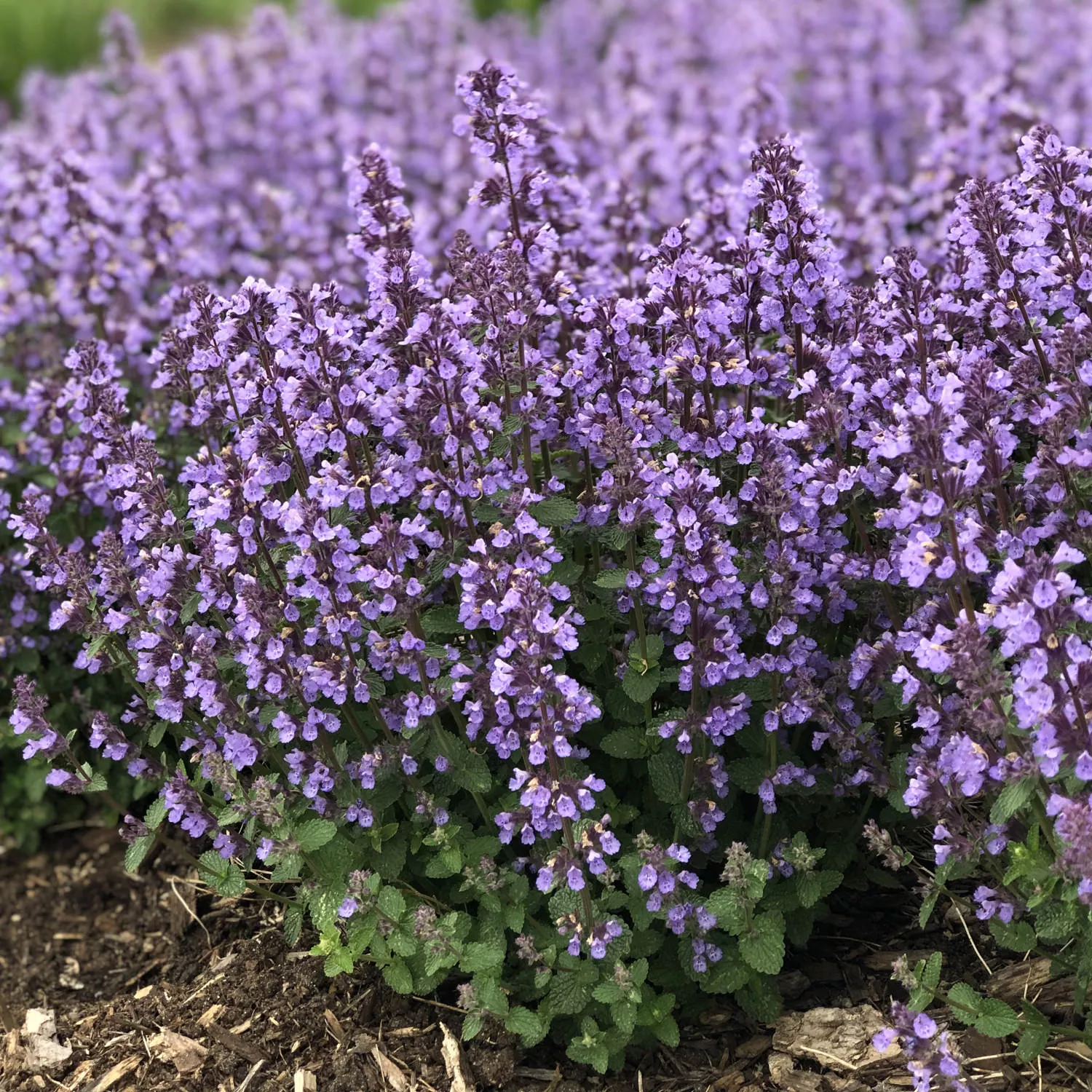 'Cat's Pajamas' Catmint (Nepeta)