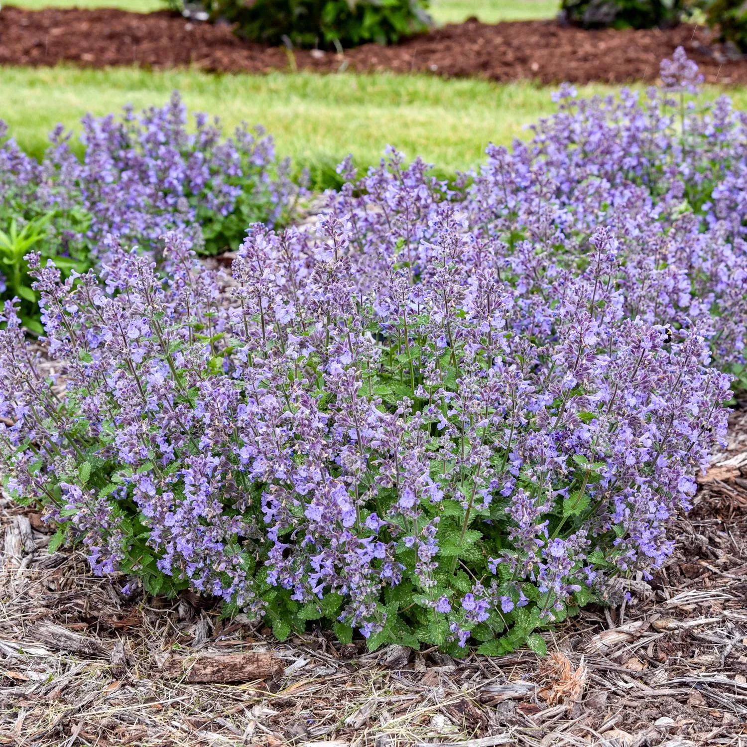 'Catwalk Queen' Catmint (Nepeta)