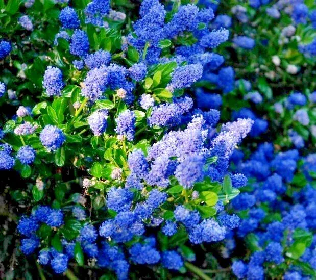 Ceanothus California Lilac Cuttings – 3 Unrooted 6″ Live Flower Plant