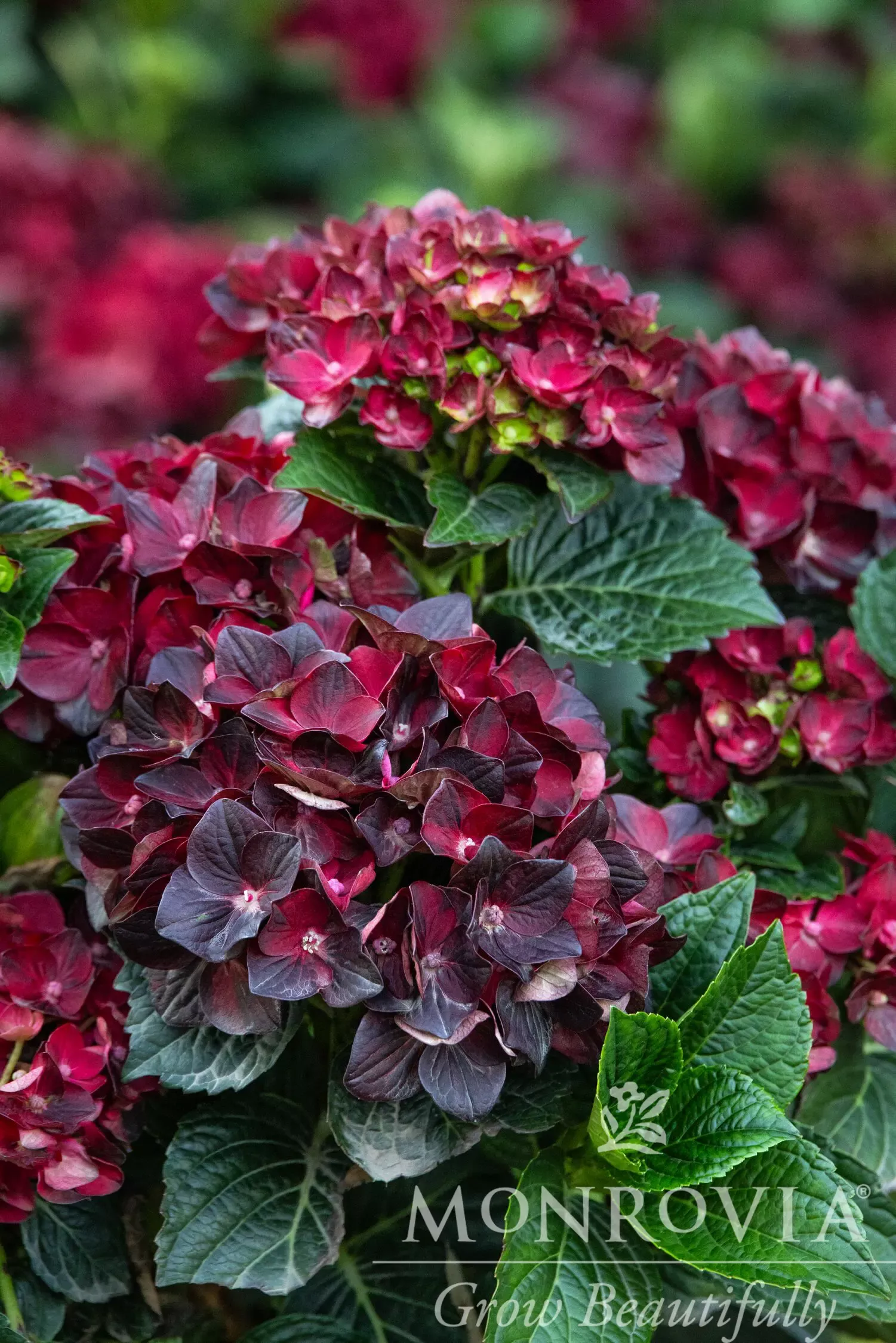 Centennial Ruby Hydrangea
