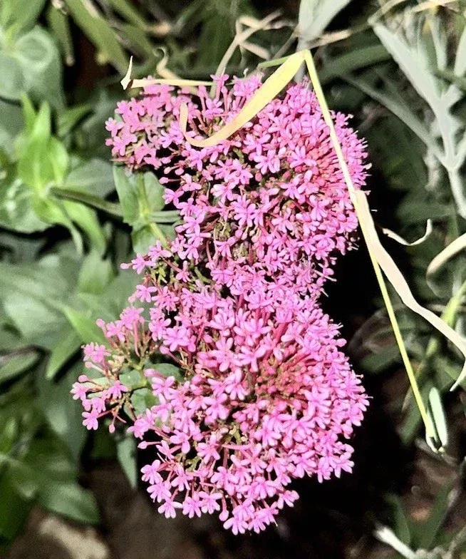 Centranthus Ruber Red Valerian Live Flower Plant – Bare Root, Tall, Purple-Pink