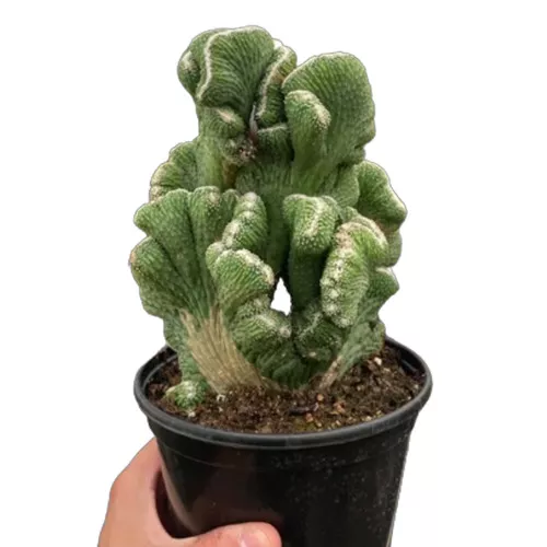 Cereus Coral Green Succulent