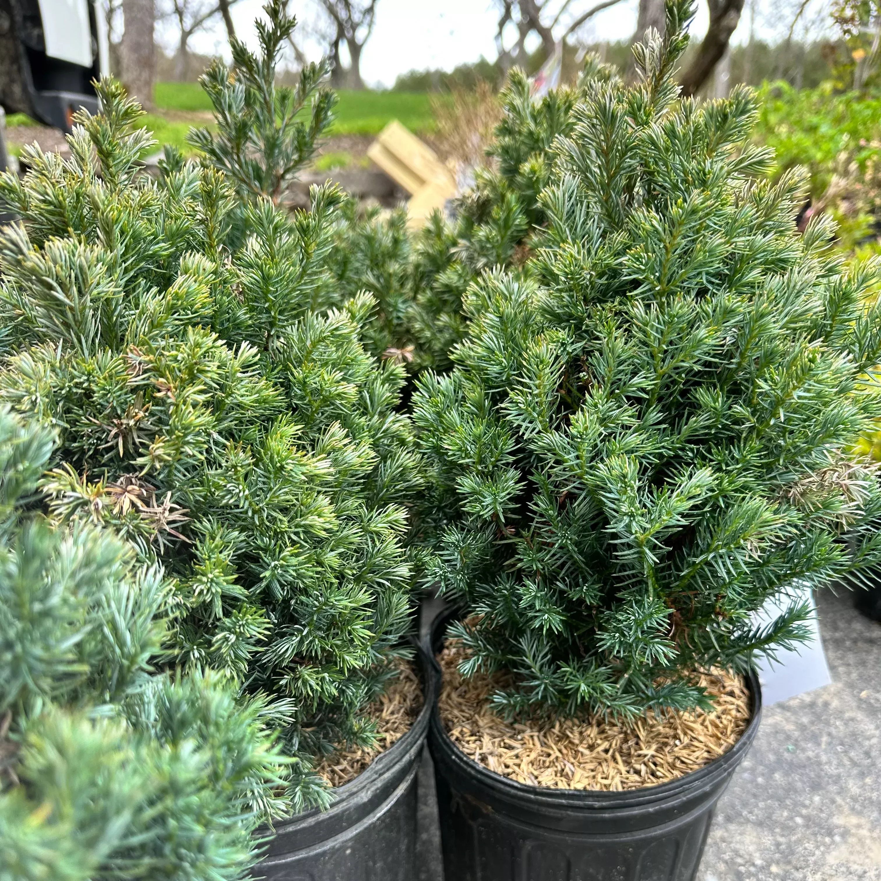 Chamaecyparis pisifera Baby Blue Ice