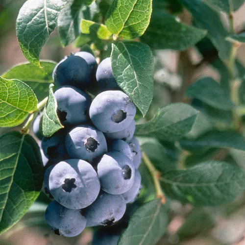 Chandler Highbush Blueberry