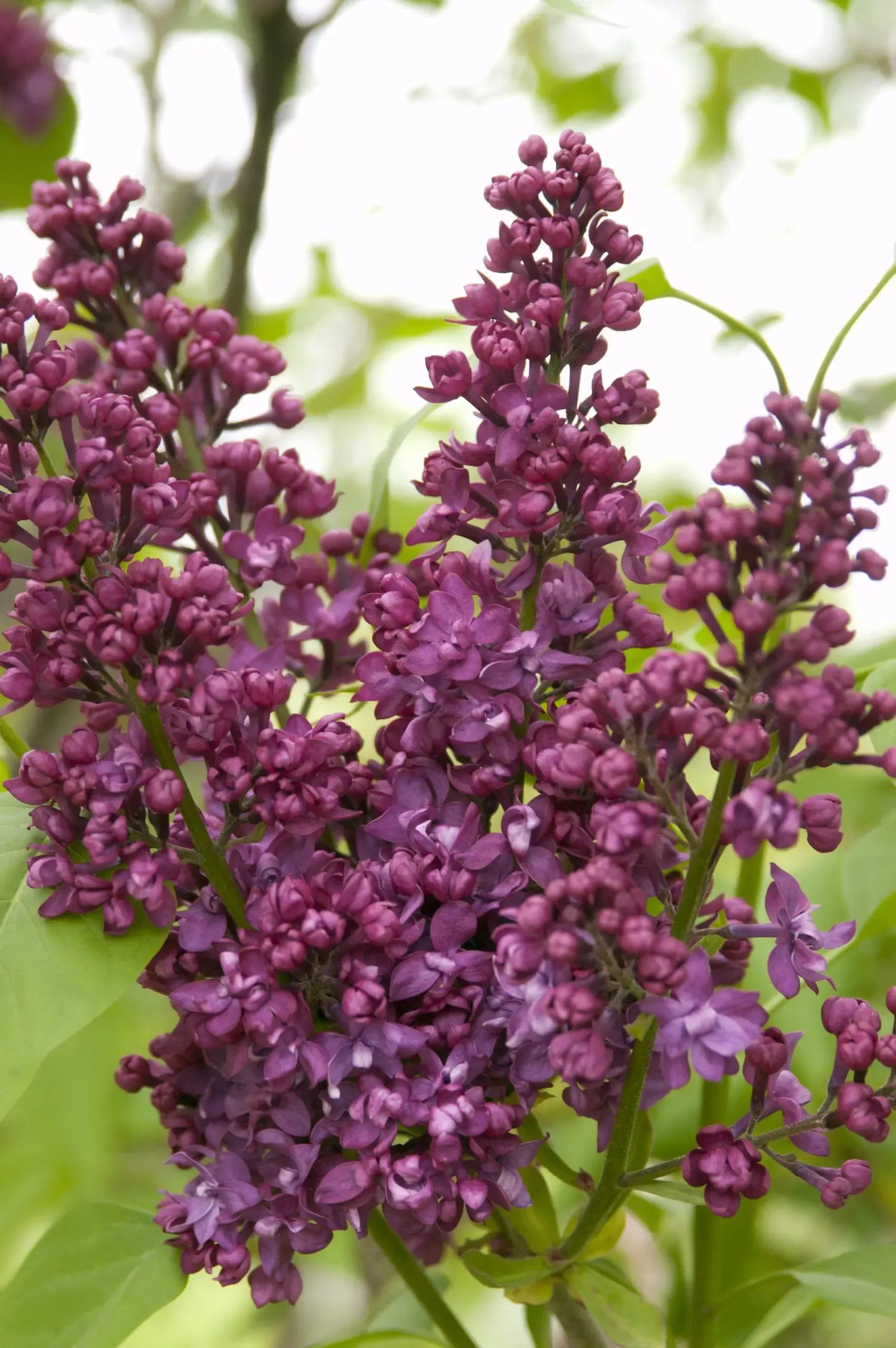 Charles Joly Lilac