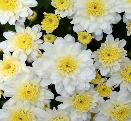 Chelsey White Mum