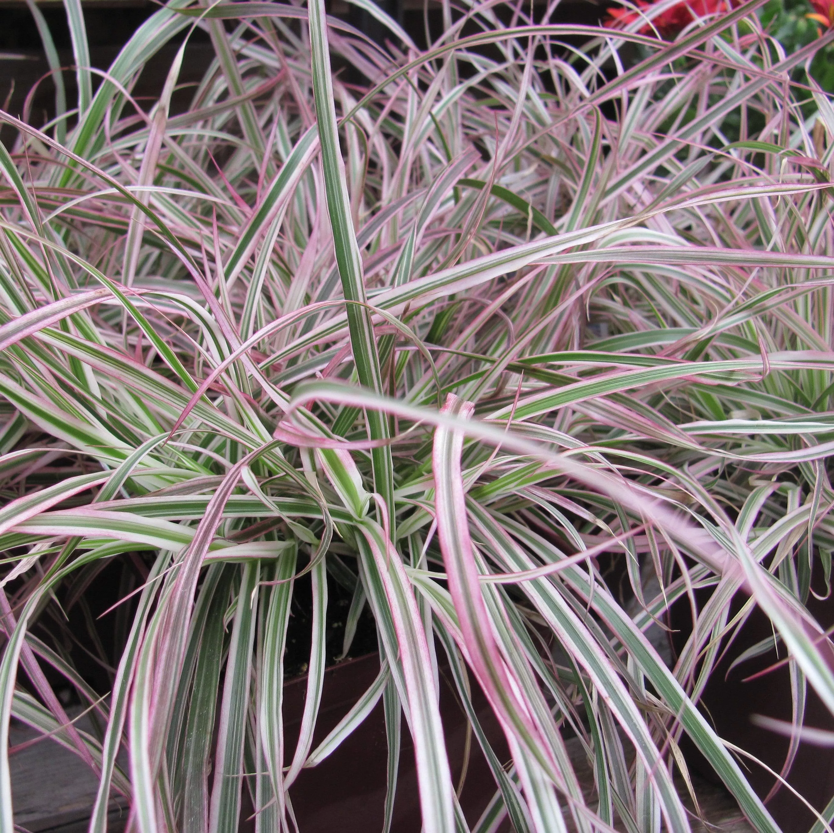 Cherry Sparkler Pennisteum, Fountain Grass