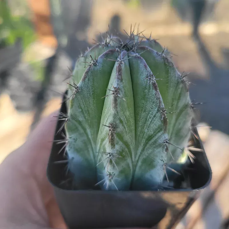 Chichipe Cactus Live Plant – Polaskia chichipe – 2.5in or 4in Pot – Full Sun Succulent