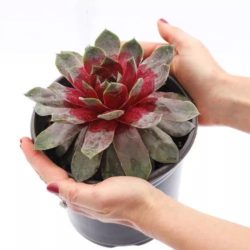 Chick Charms Giant Steel Appeal Hens and Chicks