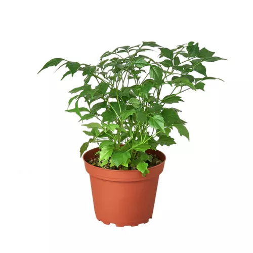 China Doll Plant