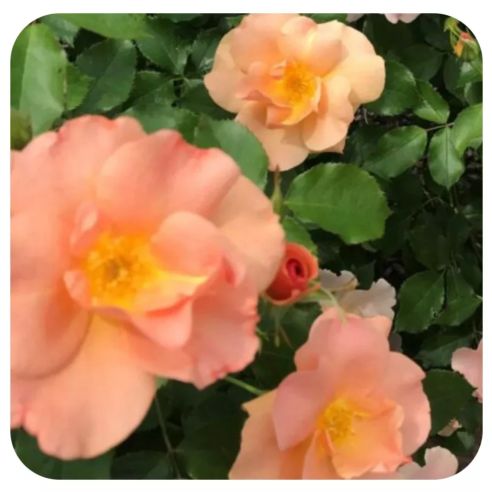Chinook Sunrise Rose (49th Parallel Collection)