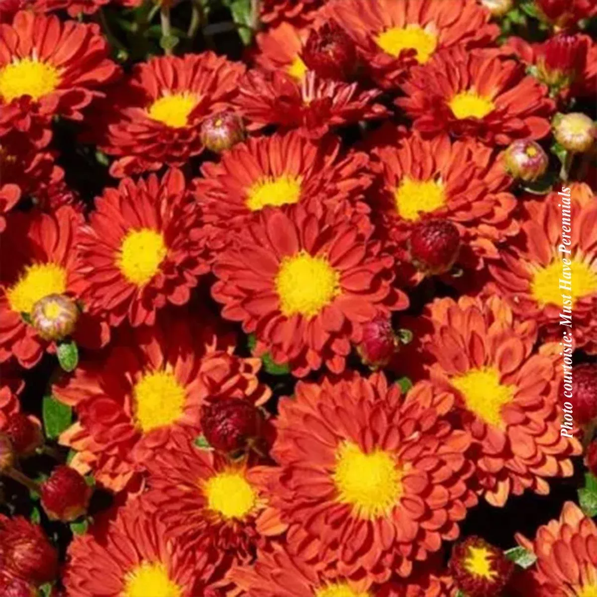 Chrysanthemum 'Firedance Igloo'
