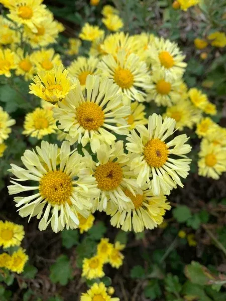 Chrysanthemum 'Golden Snowflakes'