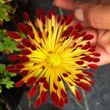 Chrysanthemum 'Matchsticks'