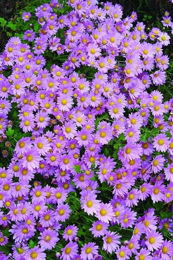 Chrysanthemum 'Michelle's Pink'