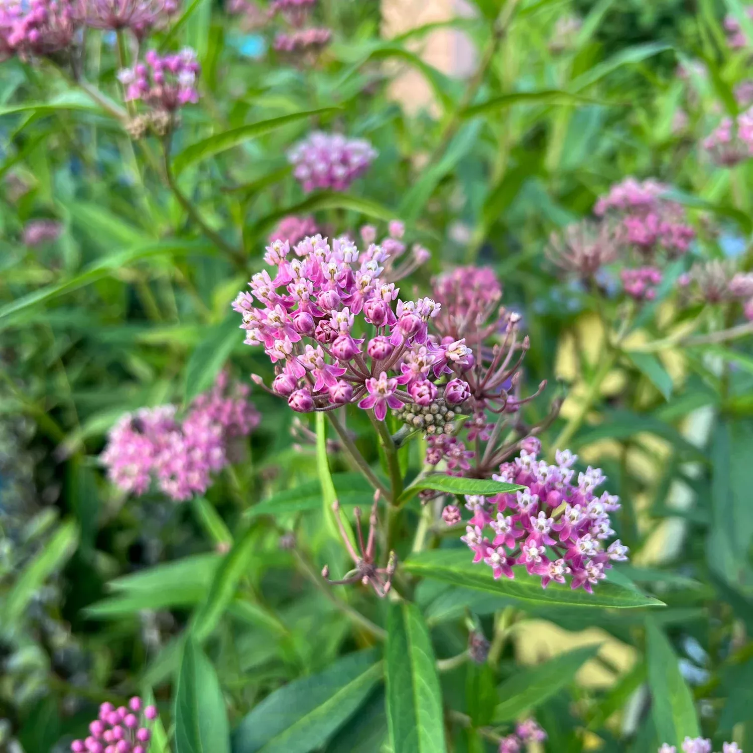 'Cinderella' Milkweed (Asclepias)