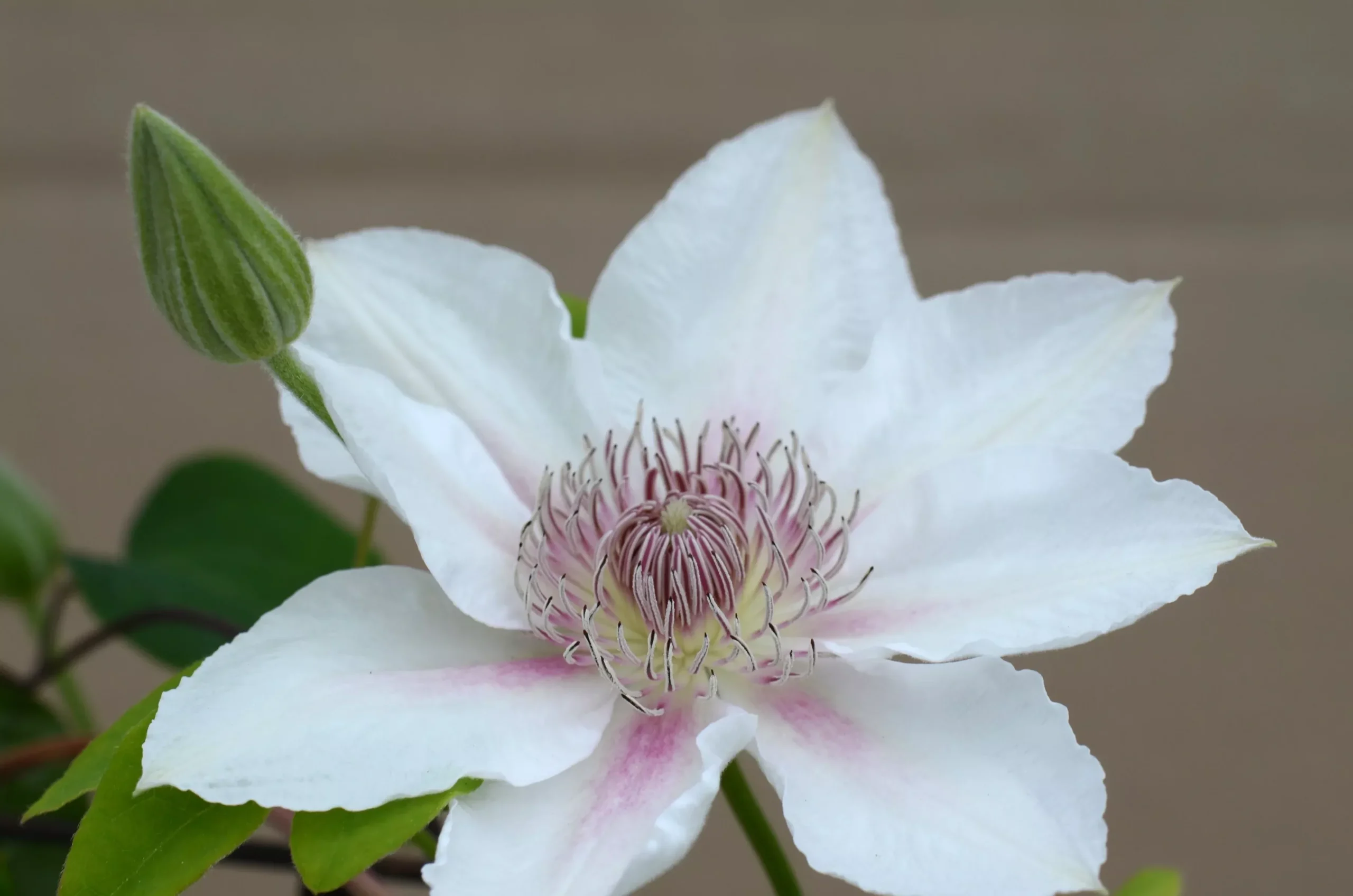 Clematis 'Corinne’