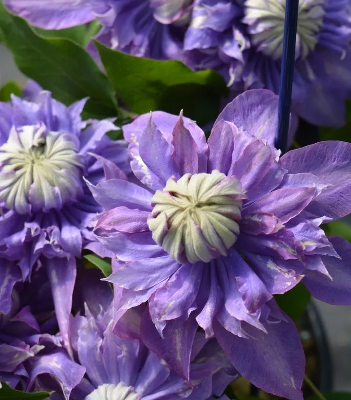 Clematis Diamantina™