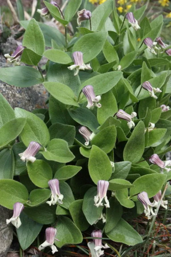 Clematis fremontii