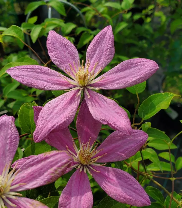 Clematis 'Sally'