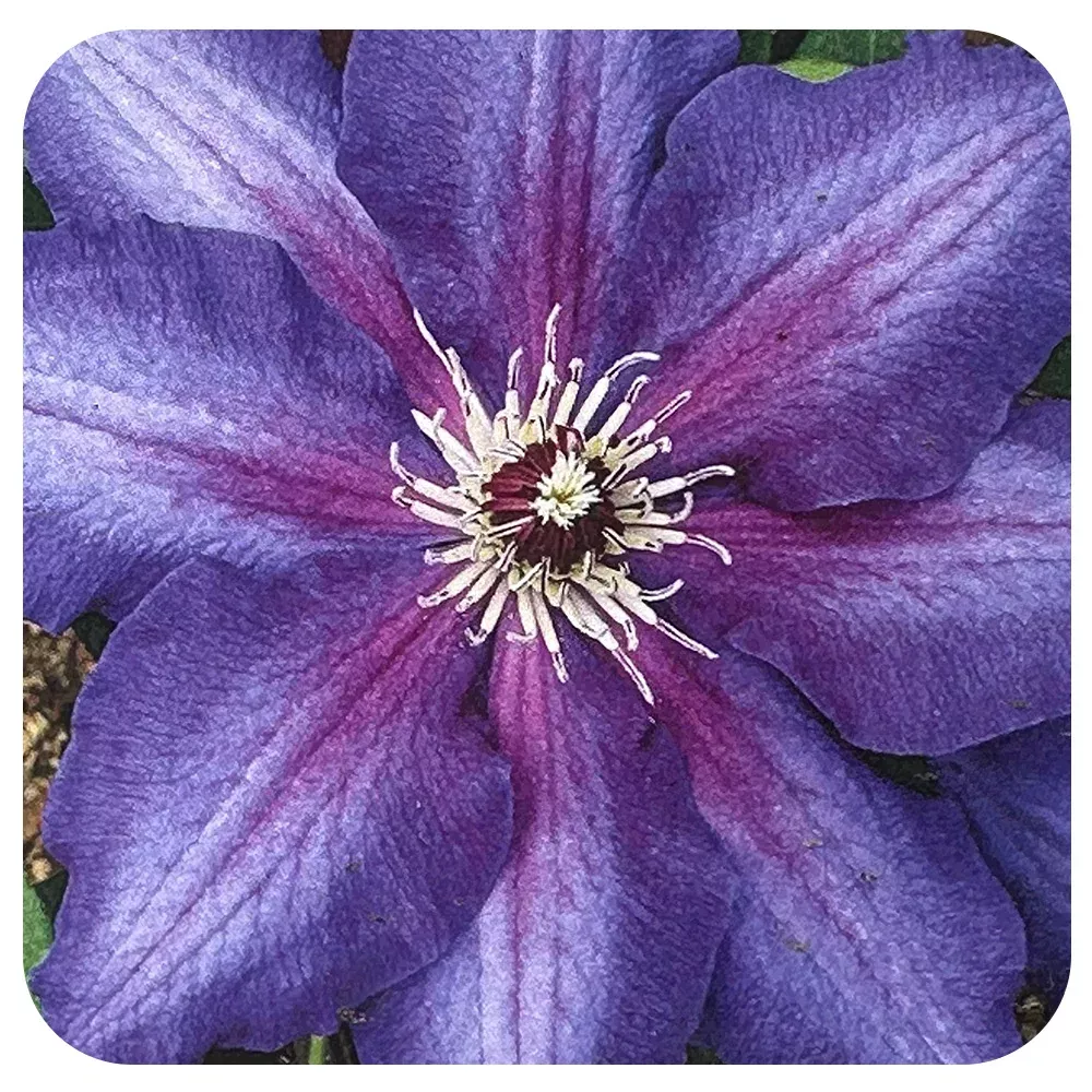 Clematis- Vancouver Series "Danielle"