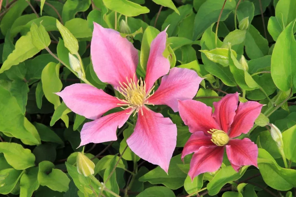 Clematis 'Vicki'