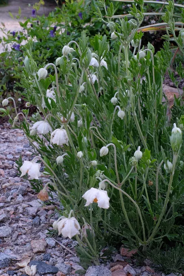 Clematis villosa