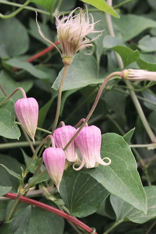 Clematis viorna 'Groometown Garnet'