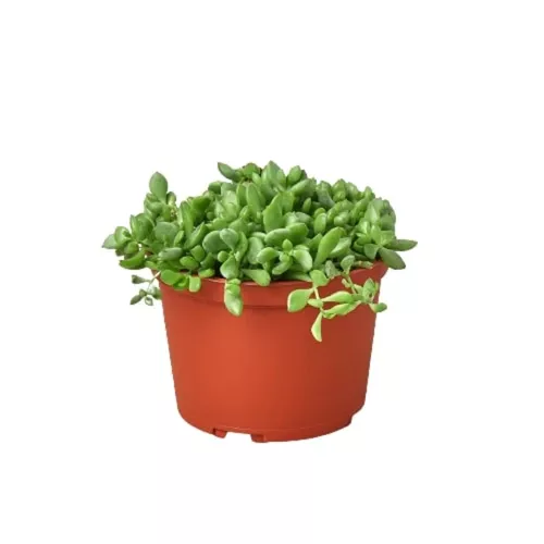 Cliff Cotyledon Succulent