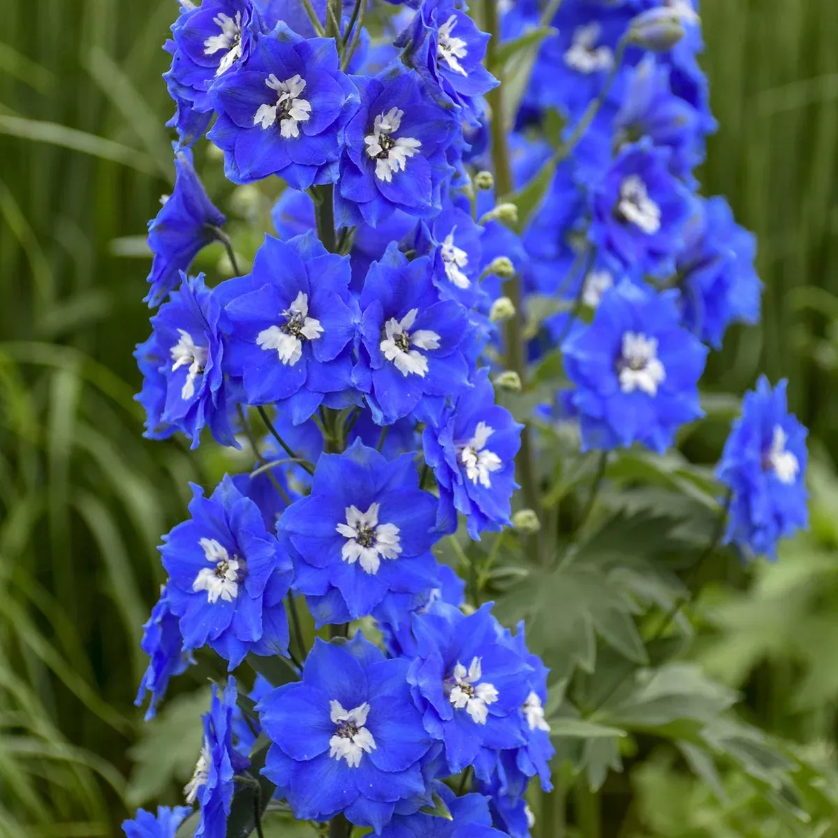 'Cobalt Dreams' Hybrid Bee Delphinium