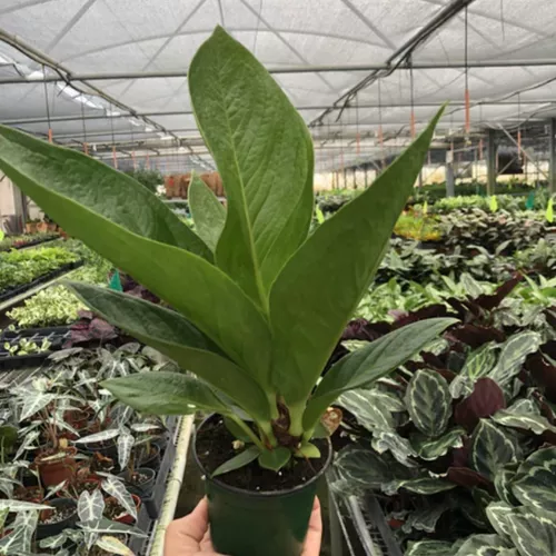 Cobra Anthurium
