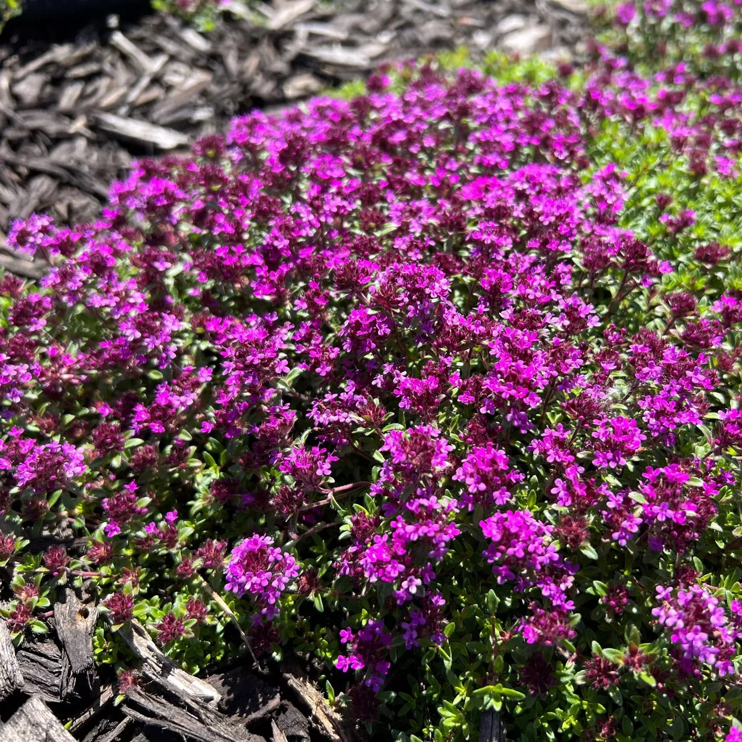 'Coccineus' Red Creeping Thyme (Thymus)