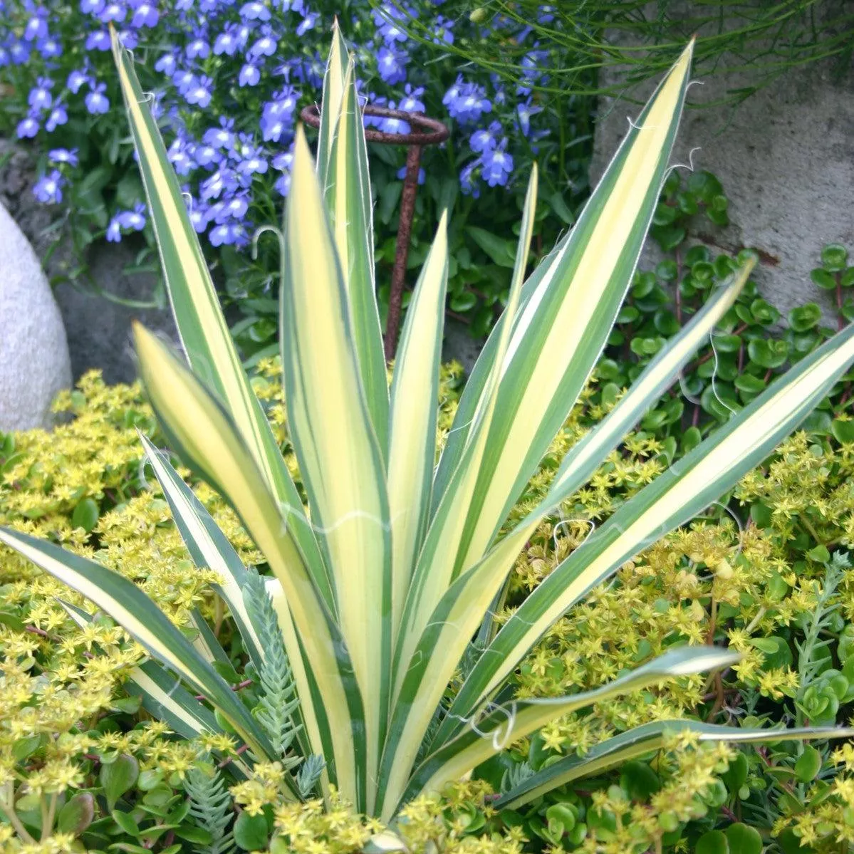 'Color Guard' Adam's Needle (Yucca)
