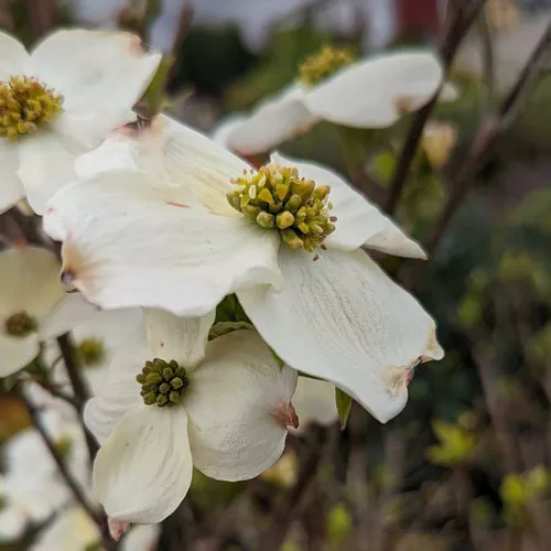 Common Flowering Dogwood